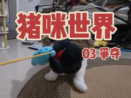 猪咪世界 03 争夺 胜利属于猪咪,受伤的只有pingu#猫咪 #动物世界 #猫咪的日常 #日常分享