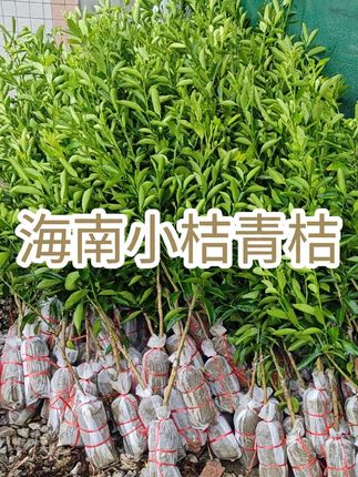 #果树苗