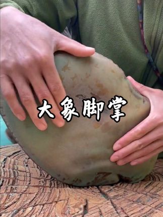 为什么大象的脚掌并不是硬的,而是软趴趴的呢#大象 #神奇动物在抖音 #动物科普
