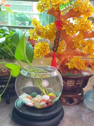 五花石鹅卵石雨花石,点缀鱼缸多肉盆景园艺,赏心悦目!#雨花石