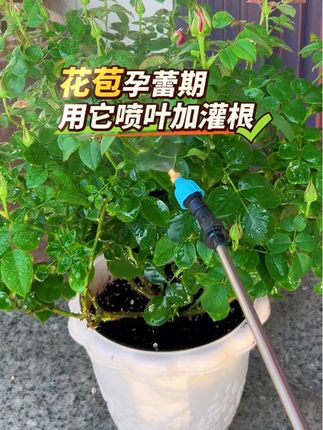 新手期养月季,有这么两种花友,一种是把月季花当草来养,没有水肥管理,没有病虫害管理,浇水也是想起来就浇水,想不起来就不浇水,第二种是太把月季花当成宝,热情度高,积极主动度高,各种做养花攻略,这直播间听一听,那个直播间听一听。然后家里买回来几十个肥料,农药,买了一堆,都不知道这快递里面装的是啥,这些肥料的成分是啥?胡乱一通用,花没养好,钱花了不少,最后是怎么把苗子整坏的也不清楚。我现在固定4-5种肥料,3-4种药,从修剪到开花,养月季花轻松简单更快乐了。#月季养护 #肥料推荐 #开花肥料 #爱生活爱养花 #爱花海
