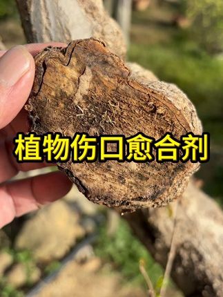 植物剪锯口为什么要涂伤口愈合剂?#三农 #果树修剪 #愈合剂 植物剪锯口为什么要涂伤口愈合剂?#三农 #果树修剪 #愈合剂#盆景#园林养护