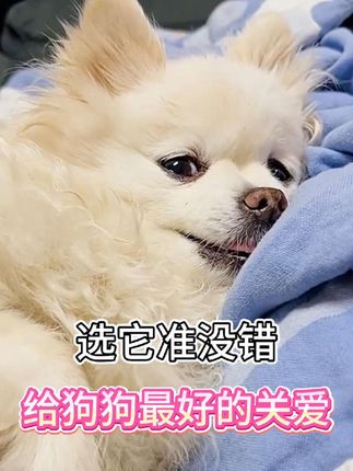 要给老年狗狗准备最好的关爱~ #狗狗 #老年犬 #老年犬日常 #狗粮 #科学养宠攻略