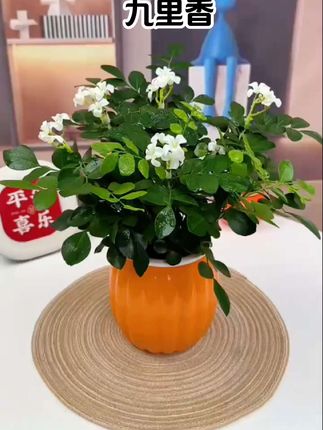 几块钱买了两盆这么好看的九里香来看值不值?还送了两套高颜值的鱼缸吸水花盆拿到手啊,特别方便,往盆里面放点水,它是可以自己喝水的。这个九里香呢,一个礼拜给他浇一次水,养一养啊就能开花。开一朵花呀,香飘九里,还可以驱赶蚊虫。你也喜欢的话,像这样两大盆九块九还给你包邮啊。#水培植物 #爱了 #好物推荐🔥 #日常分享