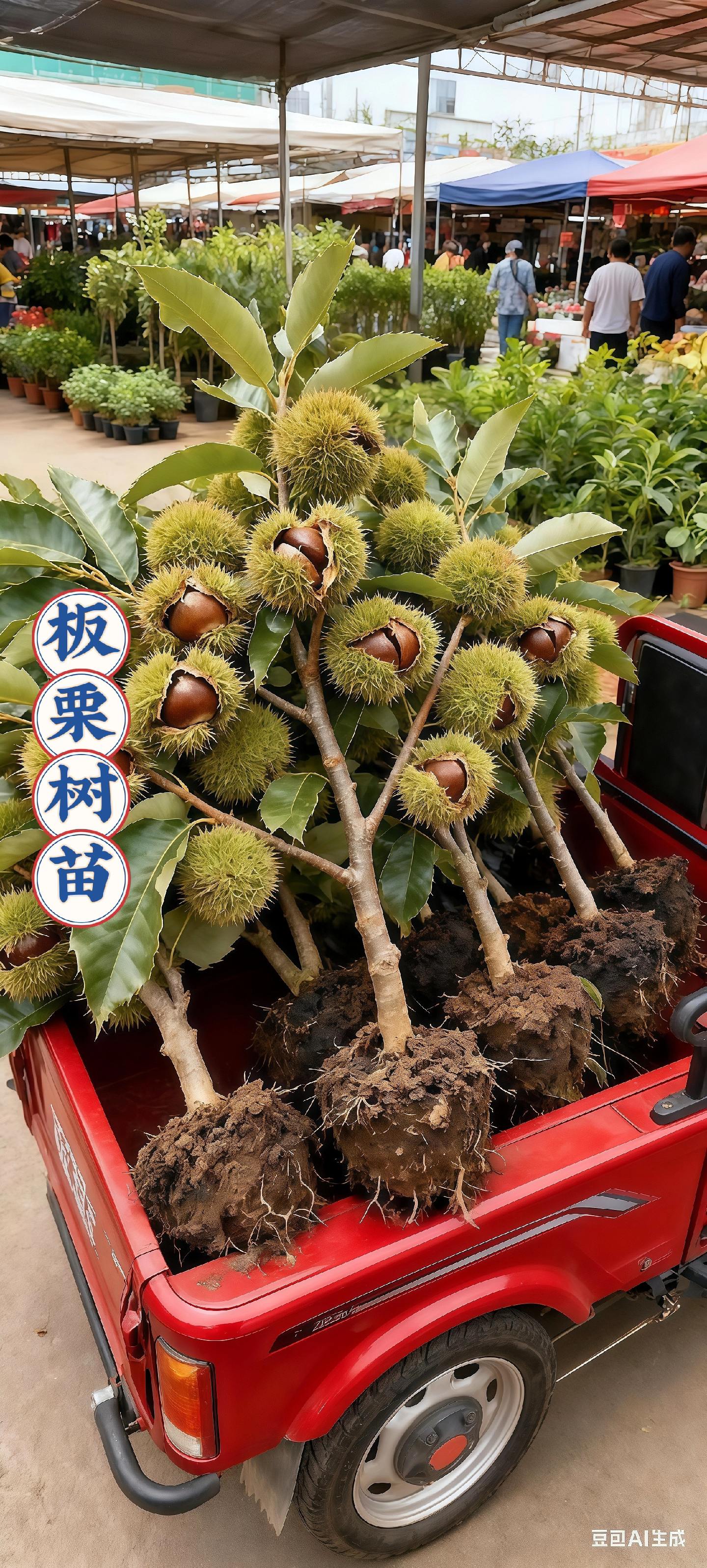 🌰【板栗树苗,庭院致富 & 美味双丰收】🌰 想在庭院打造专属“板栗小天地”?看这儿!咱们的板栗树苗,带着满枝带刺球果,部分已开裂露出饱满板栗,绿叶鲜翠欲滴。 种下它,不仅能给庭院添一抹自然生机,等结果时,自家就能收获香甜板栗,煮着吃、炒着吃,香到停不下来~而且板栗经济价值高,要是有多的,还能分享或售卖,一举多得! 现在入手,开启庭院板栗好“丰”景~#板栗树苗 #板栗 #实现水果自由 #绿植盆栽 #优质水果 @抖加🔥上热门🔥dou+🔥热点宝