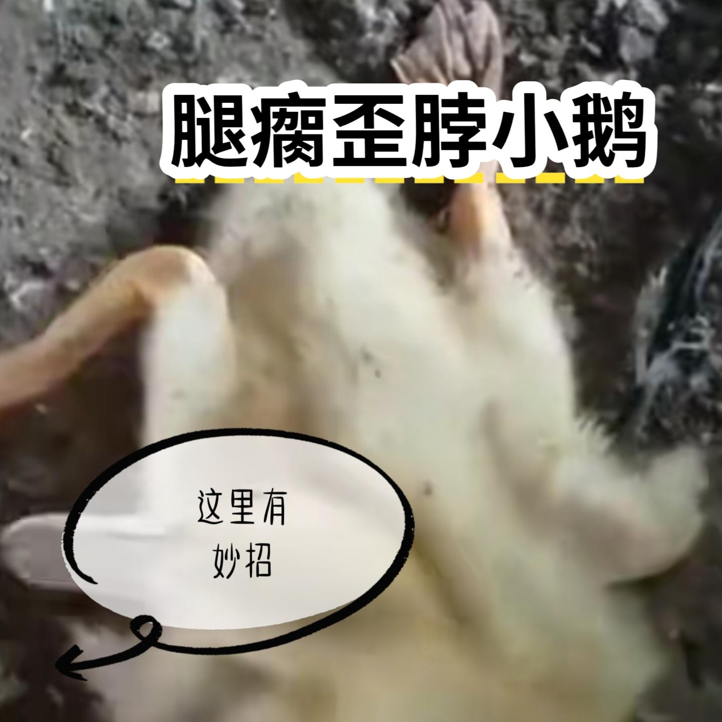 #养殖技术 #三农养殖 #科学养殖 #养殖人 #养殖户