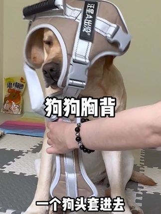 防爆冲后置牵引胸背,夜间反光遛狗更安全#萌宠好物 #养狗经验分享 #牵引绳 #遛狗牵绳 #新手养狗
