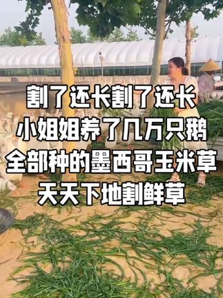 #墨西哥玉米草#高产牧草#养殖#三农