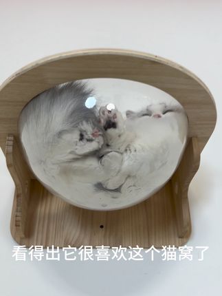 啊啊啊啊好可爱#吸猫 #萌宠 #奶猫成长记 #抖音宠物 #我的小猫咪