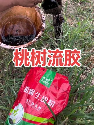 腐烂流胶病#病虫害防治 #桃树 #苹果树 #樱桃树 #果树种植