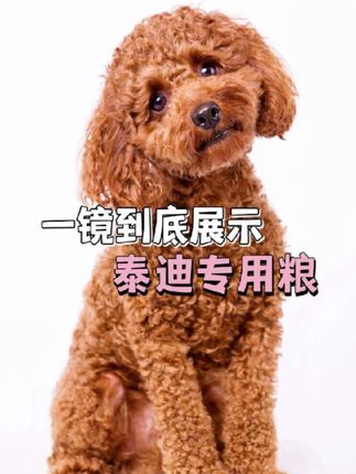 室内自然阳光下,一镜到底泰迪专用狗粮!#泰迪狗粮推荐 #狗粮推荐 #肉松狗粮
