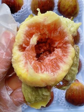 新鲜树熟无花果,软糯香甜流蜜巨好吃😋#新鲜无花果 #红皮无花果 #新鲜采摘 #软糯香甜 #快来一起尝个鲜