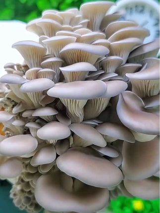 在家也能种植蘑菇了,蘑菇菌包种植简单有趣,随吃随取,健康又放心,赶紧种一些吧#磨菇菌包#种磨菇 #家庭种植