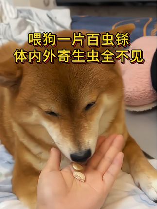 #养狗经验分享 #宠物知识 #萌宠出道计划 #养狗人 #狗狗