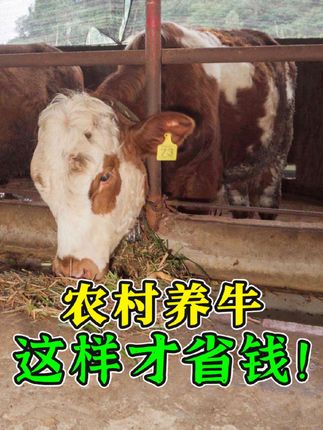 农村养牛想赚钱?这些东西可别扔!配上钙磷十八补,喂牛方便不说,成本低牛还长的快!#钙磷十八补 #兽用微量元素 #牛缺乏微量元素 #微量元素补充 #低成本养牛