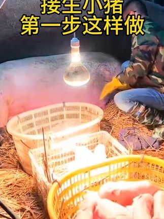 #养猪#养猪人 #养猪人加油干 #养猪人的日常生活 #养猪人不容易 @生活服务热点中心 @抖音Dou+上热门 @抖音创作小助手