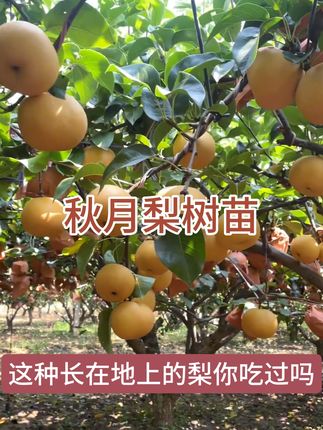晚熟梨树苗嫁接秋月梨树苗盆栽地栽南北方庭院种植 3年苗买一送一#秋月梨树苗