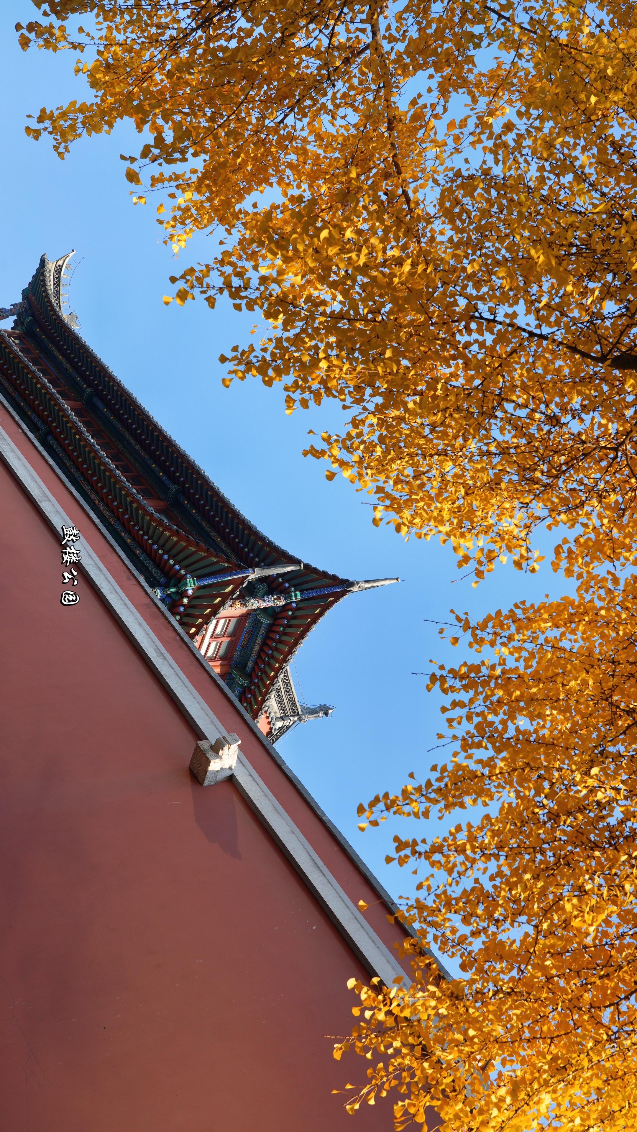 请横屏观看!接下来南京的秋天是这样的. #秋天 #秋天的南京 #南京旅游攻略 #南京
