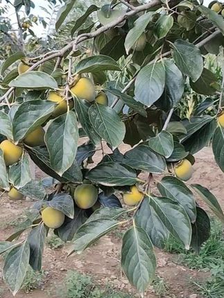 #陕西富平尖柿子#富平柿子树#果树种植#金牌苗木#柿子树
