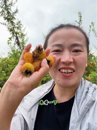 又来地里啦!开始给大家采摘果子啦!喜欢今年的头茬果子的快来啦!#刺梨#抖音新农人 #我为家乡农产品代言