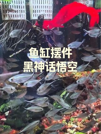 这个黑神话悟空斗战胜佛摆件放在鱼缸中间太有感觉了,和黑尾大勾特别搭配,水族造景新选择#鱼缸用品 #鱼缸造景 #水族好物推荐