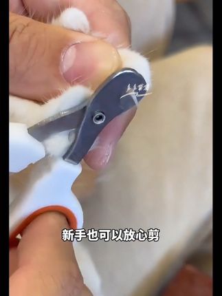 #猫咪指甲剪#宠物指甲剪#新手养宠 #猫咪的迷惑行为 #猫咪的日常