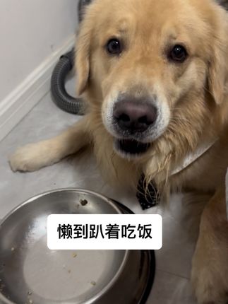 没吃饱再加一小袋狗粮 今天是趴着吃饭的小懒#金毛 #萌宠出道计划 #家有馋狗