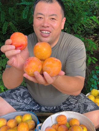 #优质农产品 #大红袍李子
