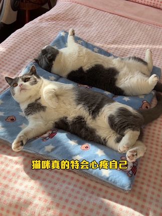 天冷了!猫咪又软又暖的睡垫安排起来了 #猫咪睡觉姿势 #萌宠好物 #猫窝