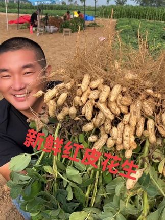 河南沙土的红皮花生成熟了,新鲜现摘,颗粒饱满。#优质农产品 #红皮花生 #卤花生 #农村生活 #新鲜湿花生