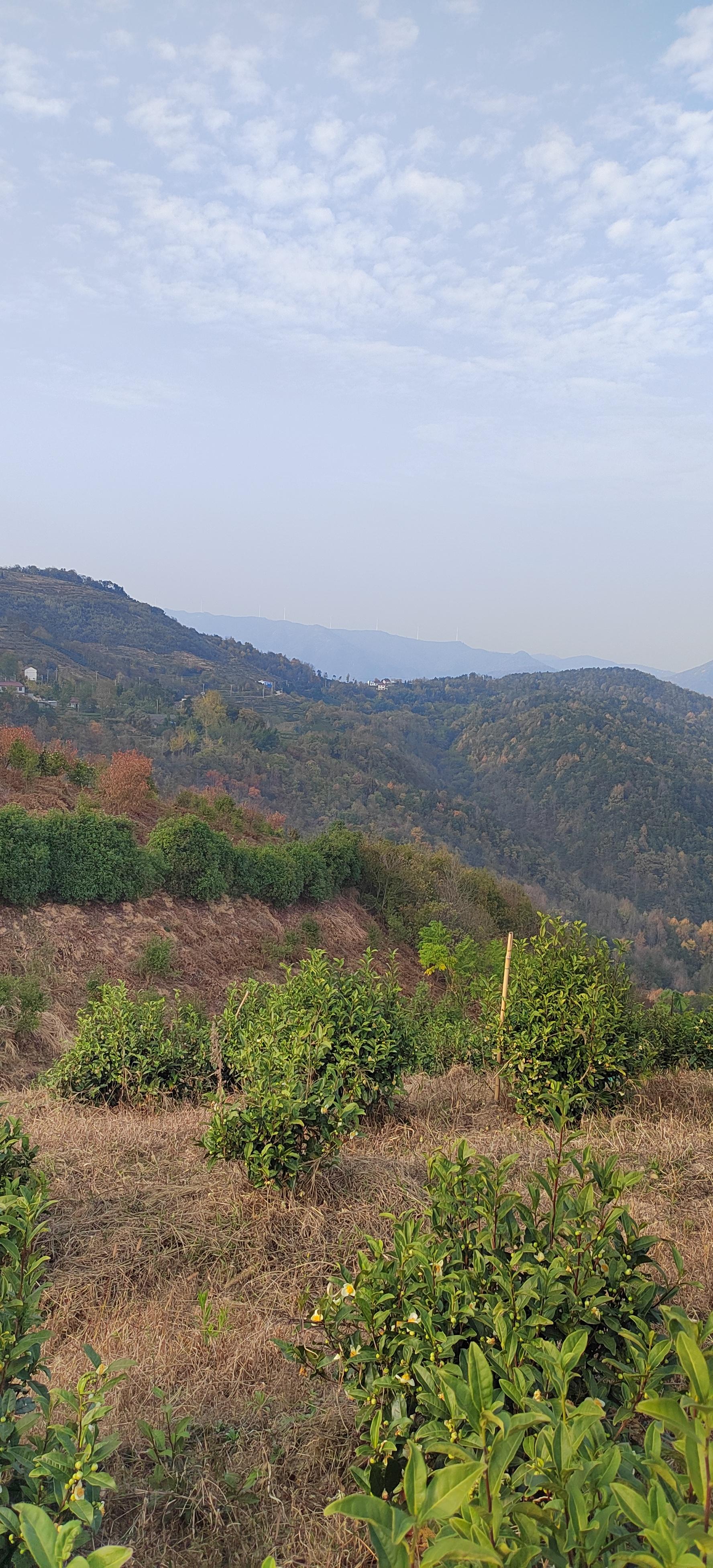 桐城小花茶园。桐城小花绿茶的故乡,藏在云雾缭绕的高山之间。这里群峰叠翠,林木茂盛,清泉潺潺,生态环境纯净得仿佛不染尘埃。清晨,薄雾笼罩茶园,露珠在嫩叶上滚动,宛如一颗颗晶莹的珍珠。山间的空气湿润清新,带着淡淡的花香与泥土气息。采茶人穿梭在茶树间,指尖轻捻嫩芽,仿佛在与大自然低语。得天独厚的高山水土,孕育出桐城小花独特的兰花香与清甜回甘,一口入喉,便如置身这片静谧的高山茶乡。#自家茶园 #爱喝茶的关注我 #天然氧吧 #茶叶 #高山茶