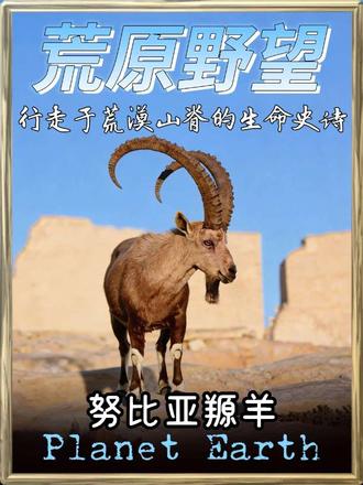 努比亚羱羊 努比亚羱羊身怀绝技,在陡峭岩壁上如履平地,是天生的“登山高手”!#动物科普 #动物世界 #纪录片 #野生动物零距离