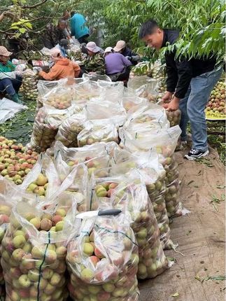 又脆又甜的小冬桃