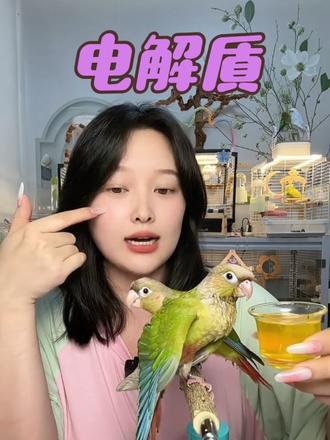 新手养鸟别踩坑!电解质不是智商税,关键时刻能救命 #鹦鹉电解质 #鹦鹉应激处理 #养鸟必备好物 #手养鹦鹉日常 #鹦鹉饲养干货