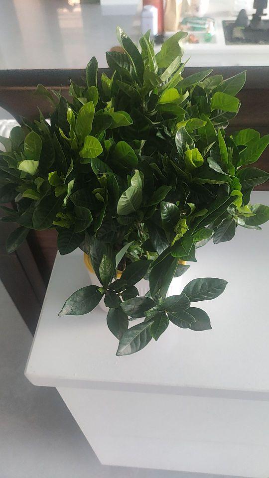 小花非常不错,青绿,叶子饱满。还带着一个吸水盆儿。服务挺好。值得购买。#我在抖音买买买