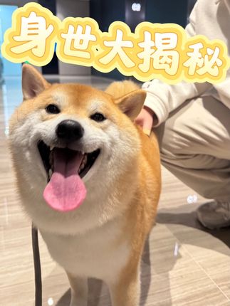 来了!! 我带着结果走来了!!也是体会了一把被催更的爱~必须马上给大家汇报! #柴犬 #发个福蛋 #宠物基因检测