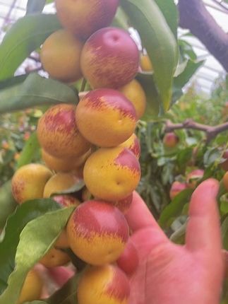 #抖音三农扶持计划 #抖音三农推荐 #抖音三农 #黄骅特产冬枣 #黄骅冬枣 黄骅冬枣现摘现发,需要的,视频链接下方小黄车下单