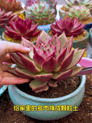 9.9就有十二斤#多肉颗粒土 太划算了#爱生活爱养花 #花卉绿植 #多肉植物 #种植小技巧