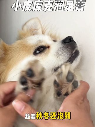 我真服了,怎么不早告诉我有这么好用的东西!猫狗都能用,正好多囤点!#萌宠 #萌宠推荐官 #萌宠出道计划 #抖音宠物 #萌宠计划