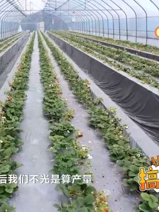 一颗草莓是如何达到100元收入的?