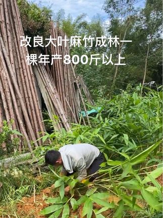 生叶子10元1斤