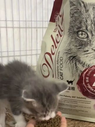 #猫粮是小猫咪吃的小零食,好吃的停不下来