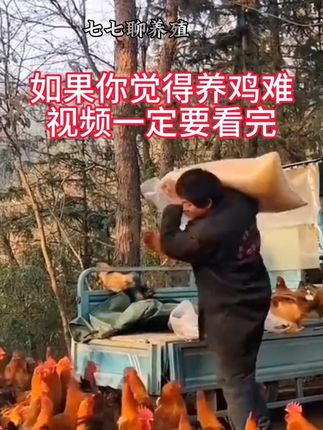 #养殖人加油 #科学养鸡 #三农养殖 #鸡鸭鹅养殖 #家禽养殖