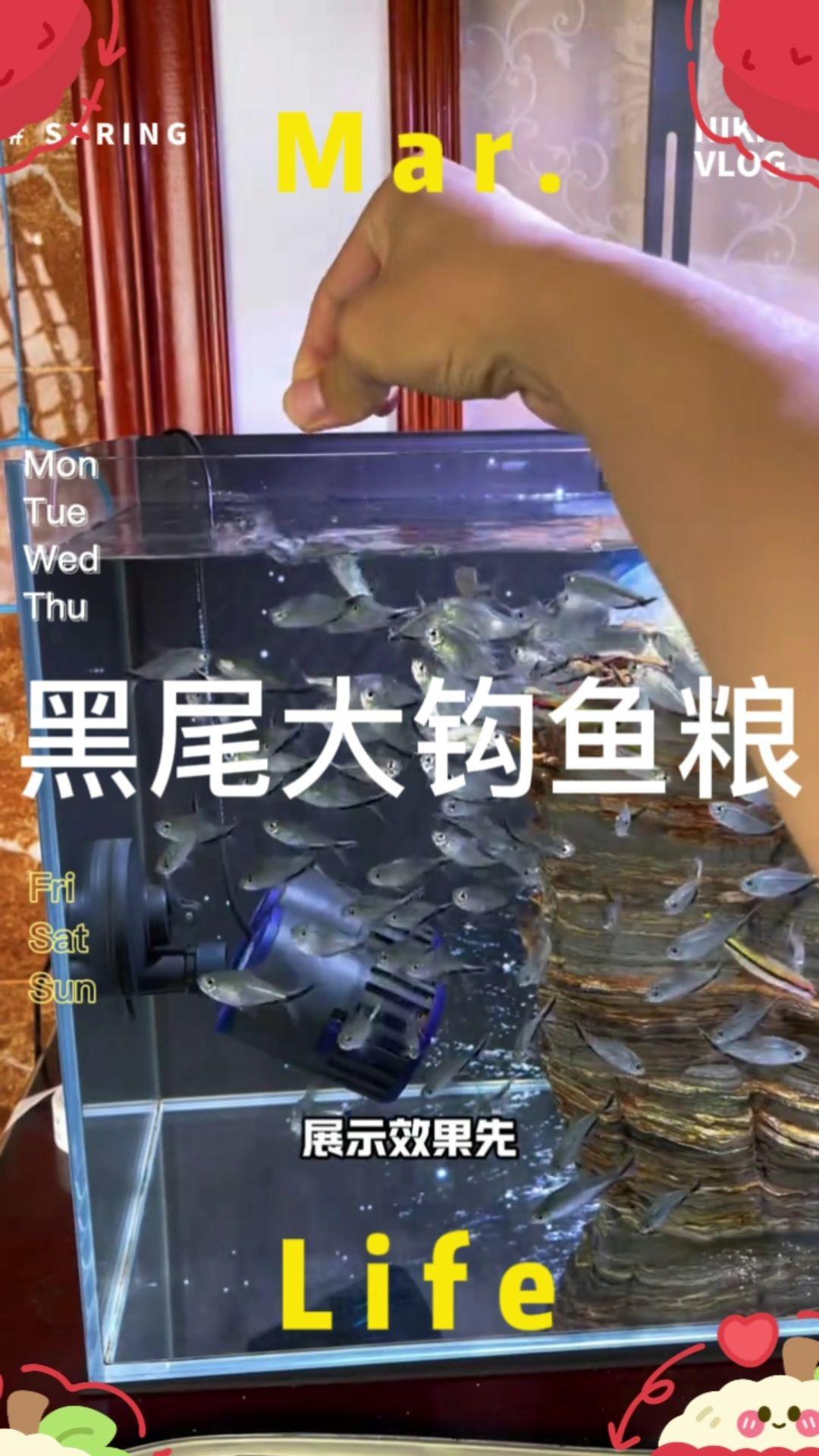 黑尾大勾、一眉道人都吃的嘎嘎香的大瓶好吃不贵的鱼粮#养鱼 #轻松养鱼 #黑尾大勾 #一眉道人 #鱼粮
