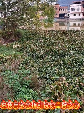 #德国猎梗🇩🇪-茅台!草区激光指引搜索巡回训练@多利多乐GoGoGo #德国猎梗🇩🇪-茅台!草区激光指引搜索巡回训练