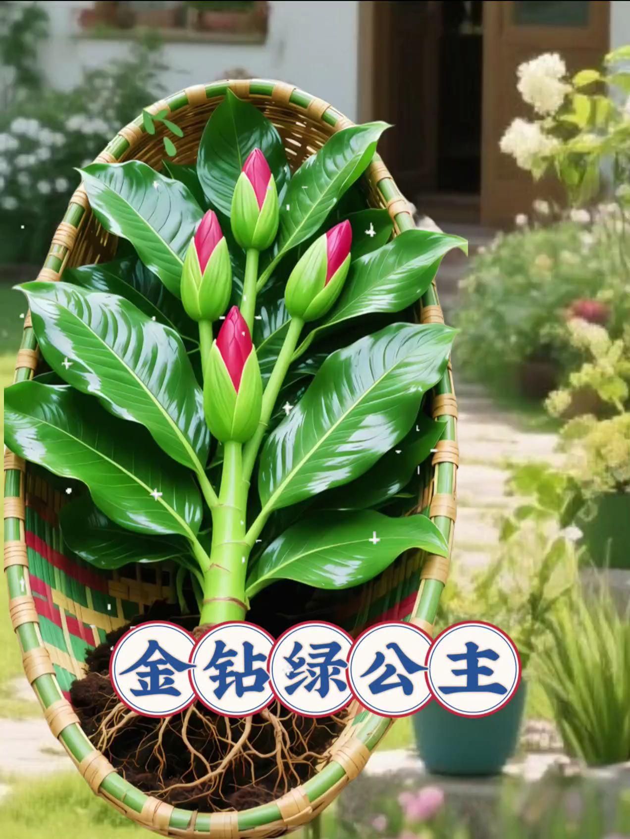 金钻绿公主。#花卉绿植 #爱生活爱养花 #家庭养花 #室内绿植 #花开富贵好运来 @今日三农爆款推荐@三农热点