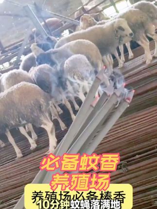 必备蚊香 养殖场#蚊香棒 #畜牧养殖设备 #养殖场 #养猪人