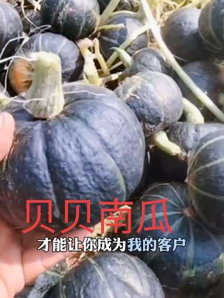 贝贝南瓜#新鲜农产品 #农业种植 #农村优质农产品