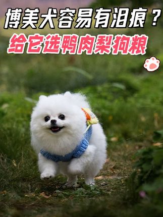 博美容易有泪痕?给他选鸭肉梨狗粮 #博美 #狗粮推荐 #狗狗