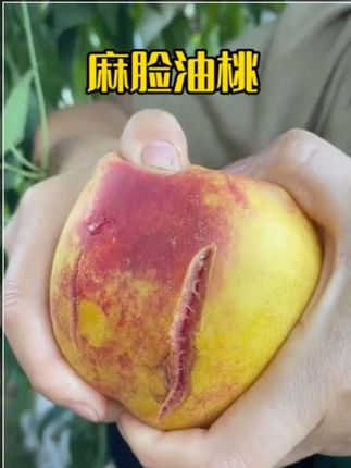 大连麻脸丑桃子成熟了,它桃香浓郁,脆甜爆汁,非常好吃,吃一次就会爱上!#桃 #丑桃 #嘎嘎好吃 #麻脸黄肉油桃 #新鲜采摘